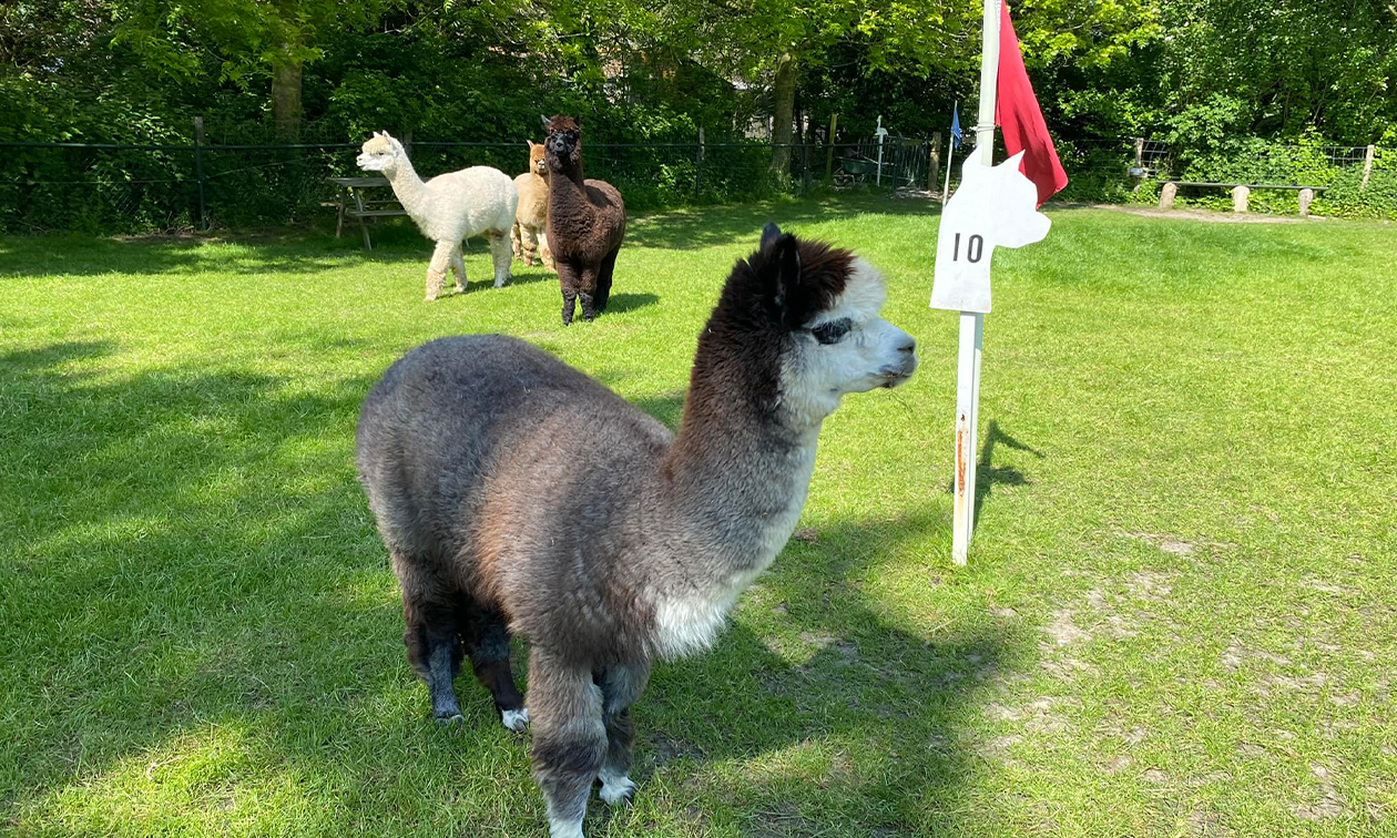 Alpaca & Falabella Ranch