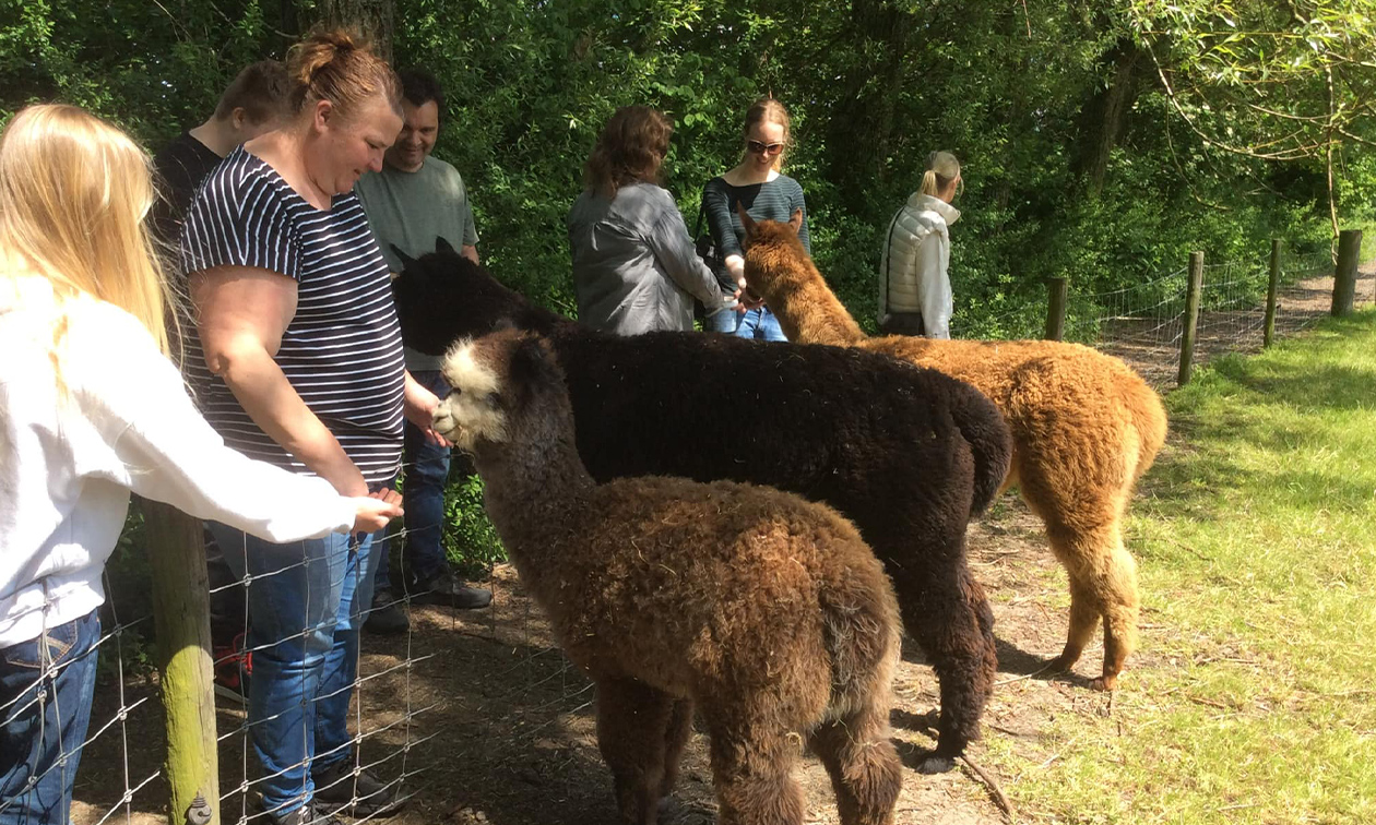 Alpaca & Falabella Ranch