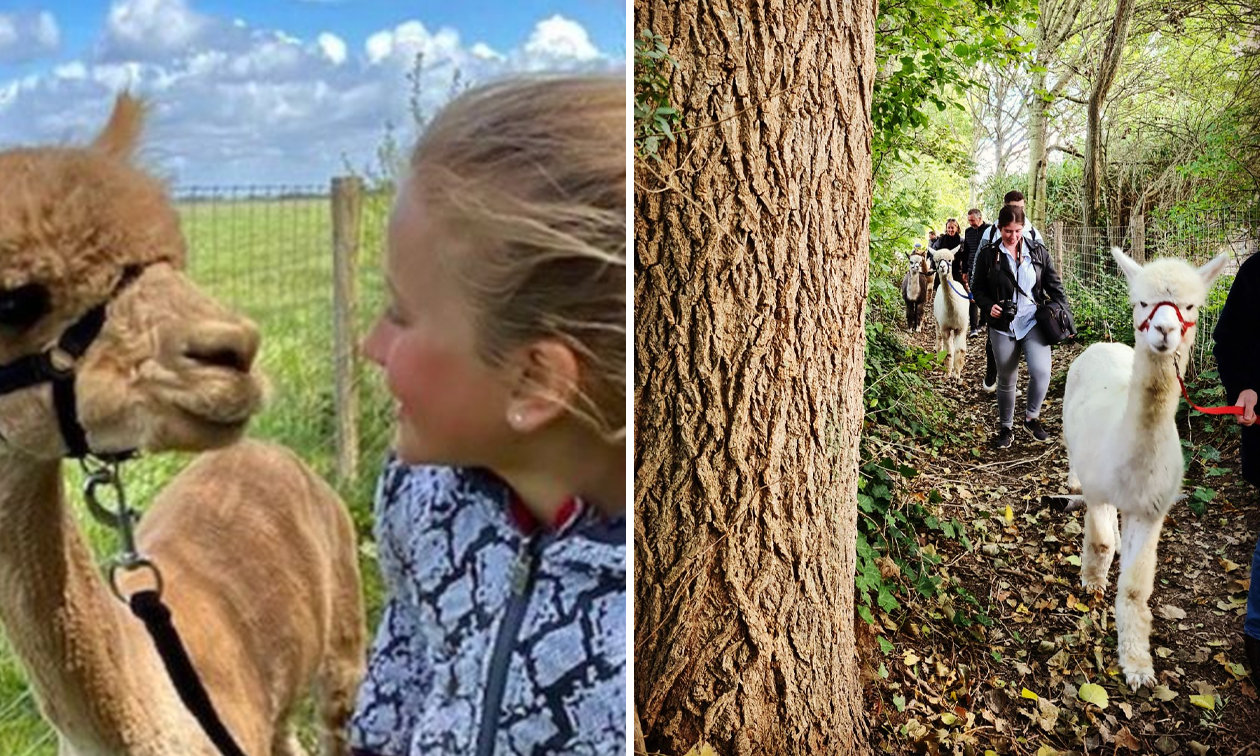 Alpaca & Falabella Ranch