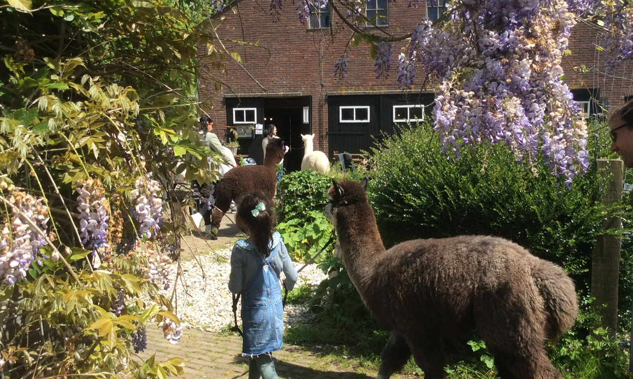 Alpaca & Falabella Ranch