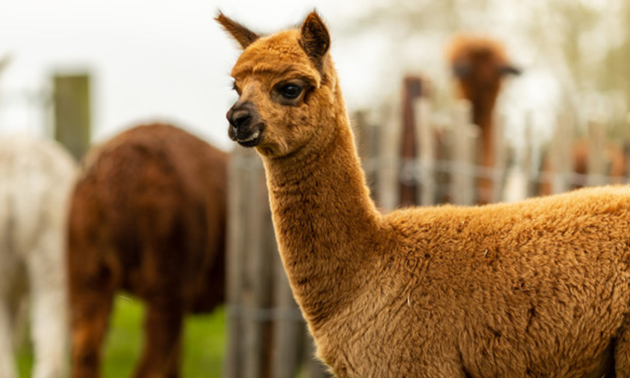 Alpaca Langeslag