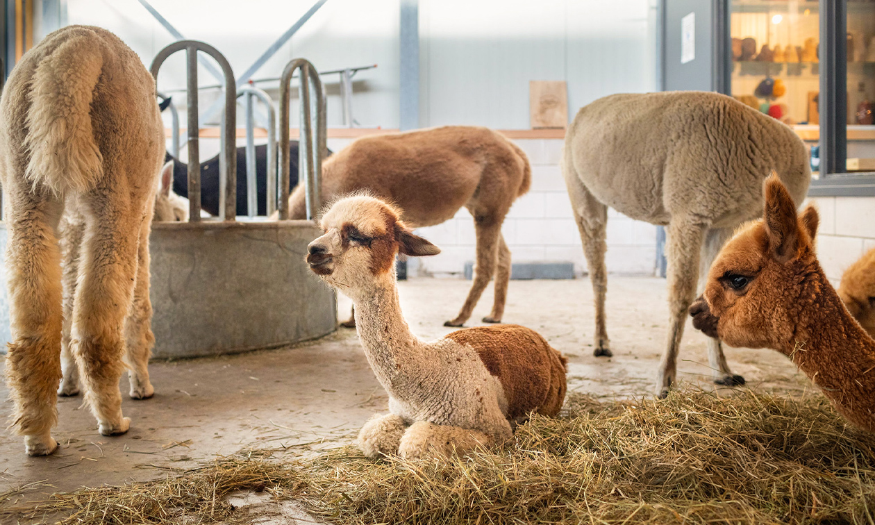 Alpaca Langeslag