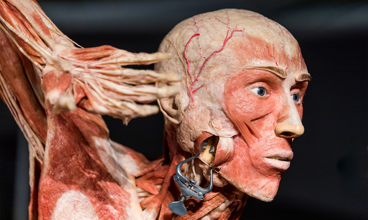 BODY WORLDS: The Happiness Project