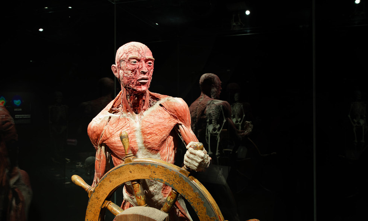BODY WORLDS: The Happiness Project