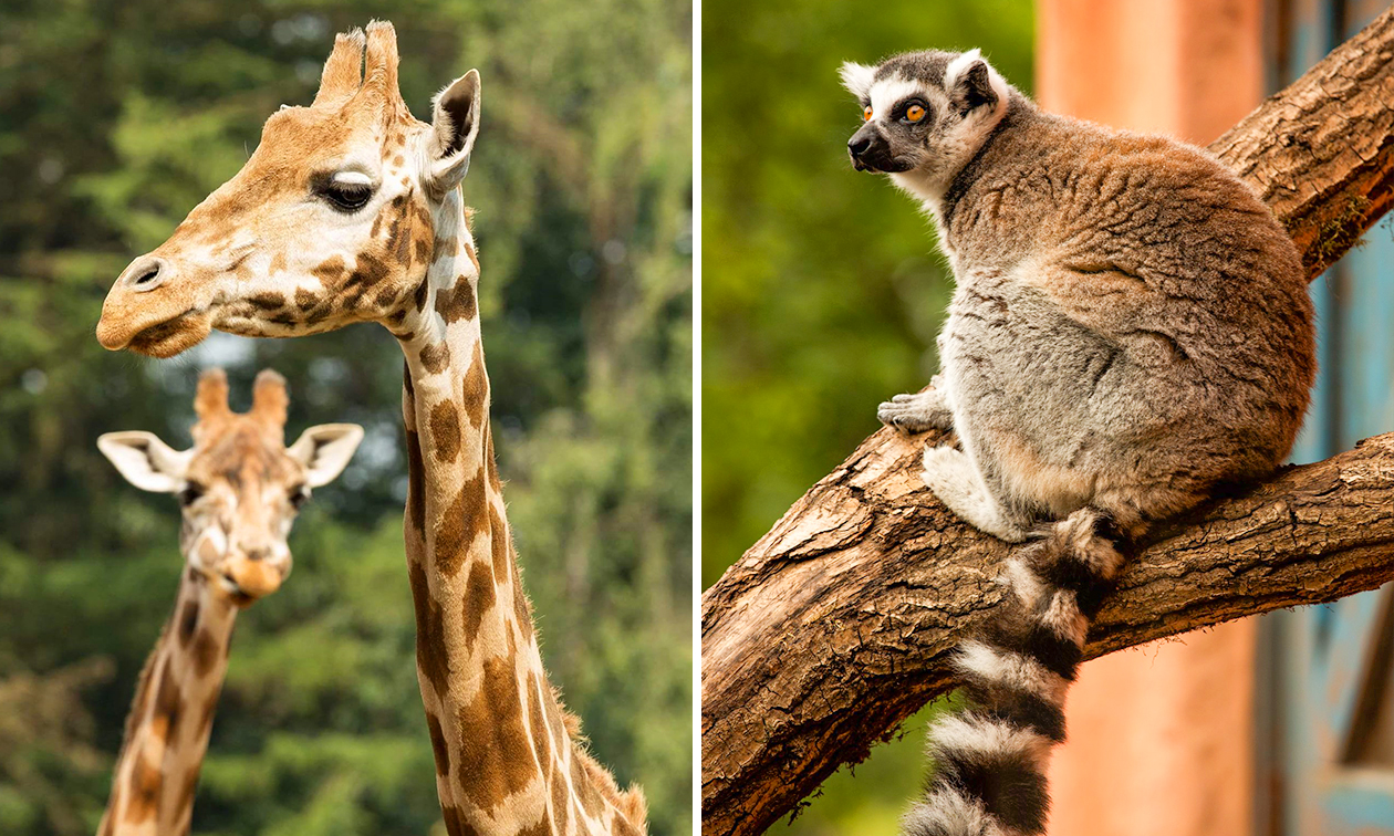 Burgers´ Zoo