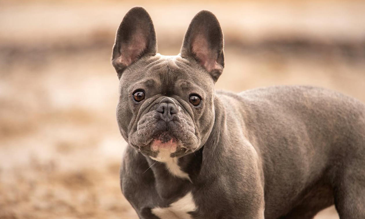 ByNiquelle
