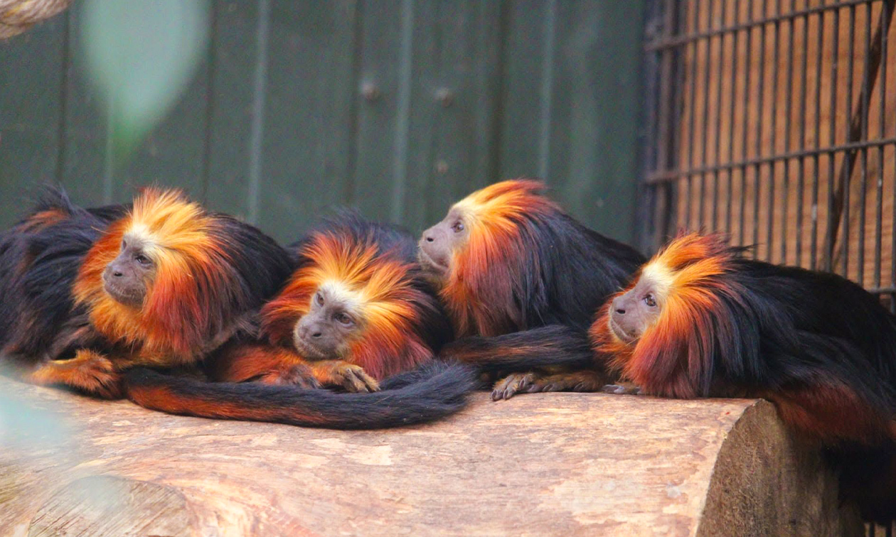 Dierenpark Hoenderdaell