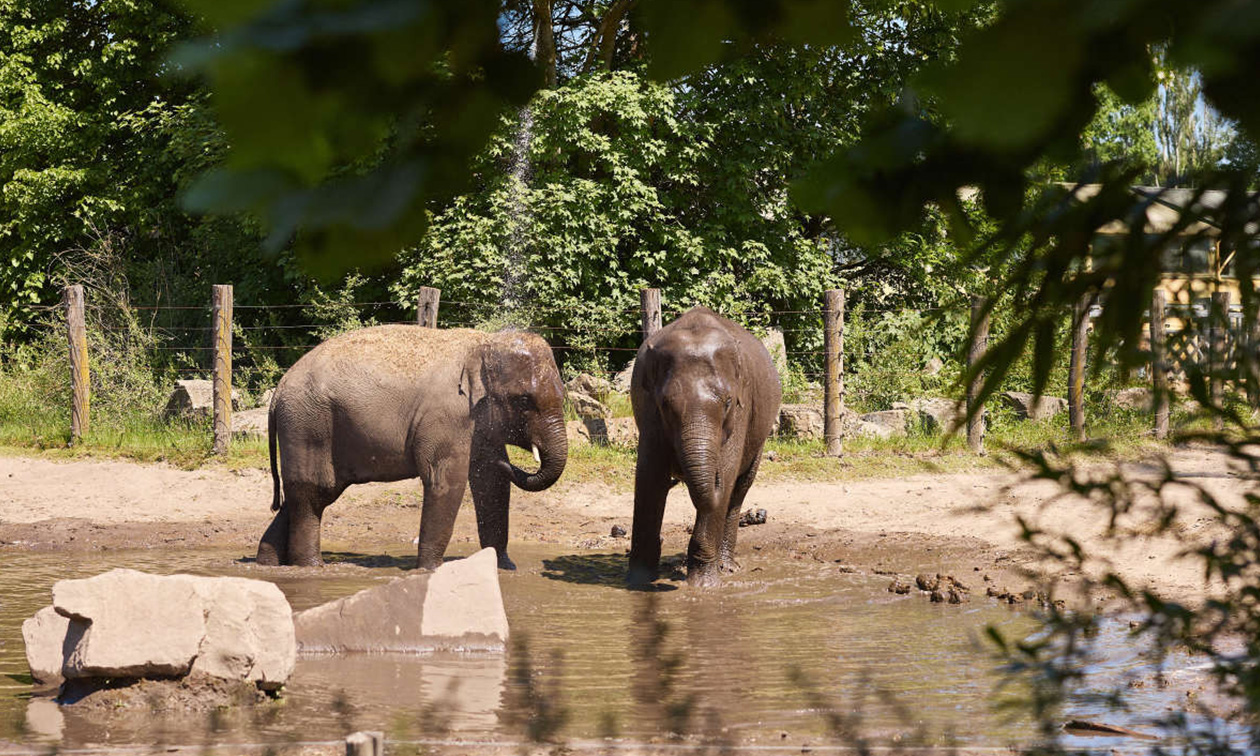 Eindhoven Zoo