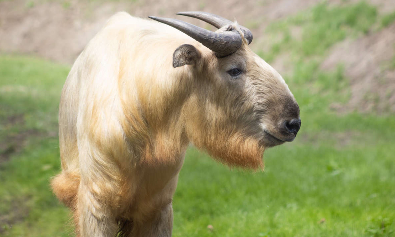 Eindhoven Zoo