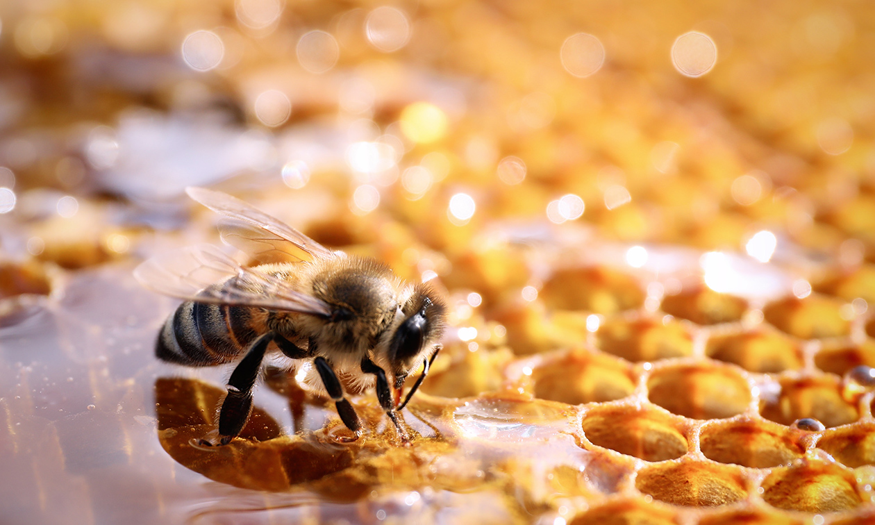 Het Honingshuis
