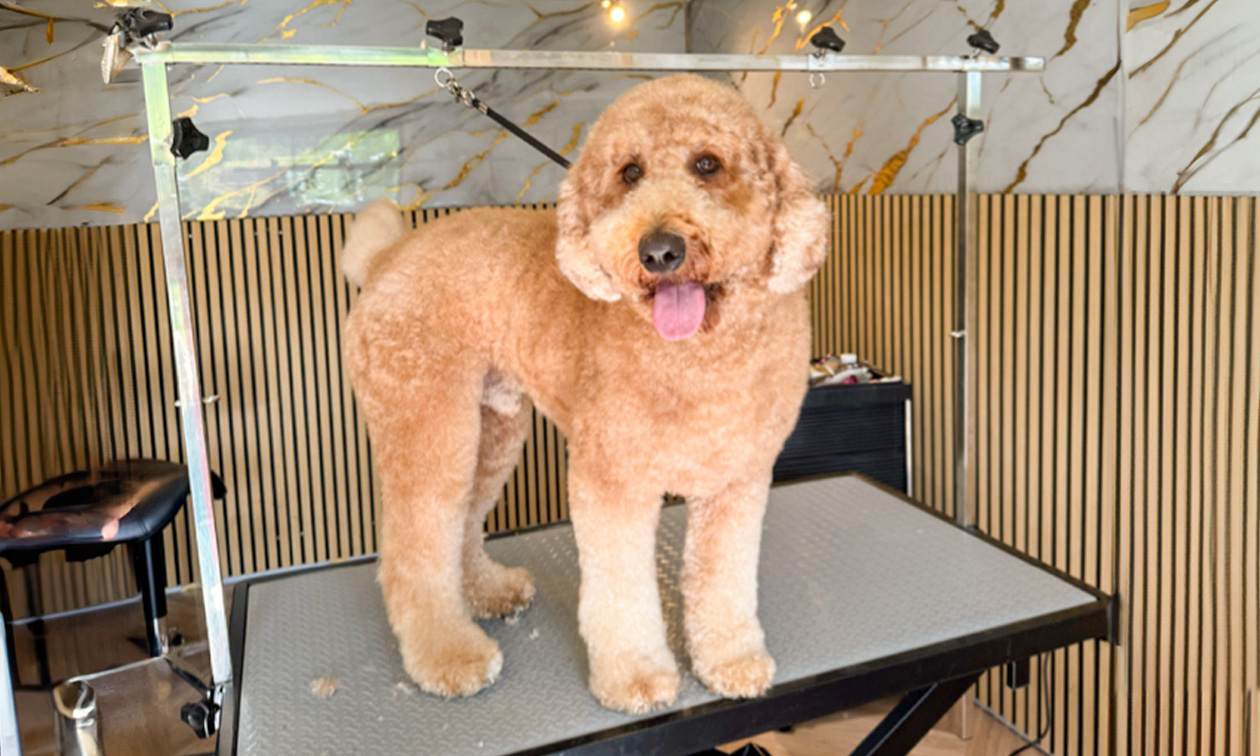 Hondentrimsalon Beautykees