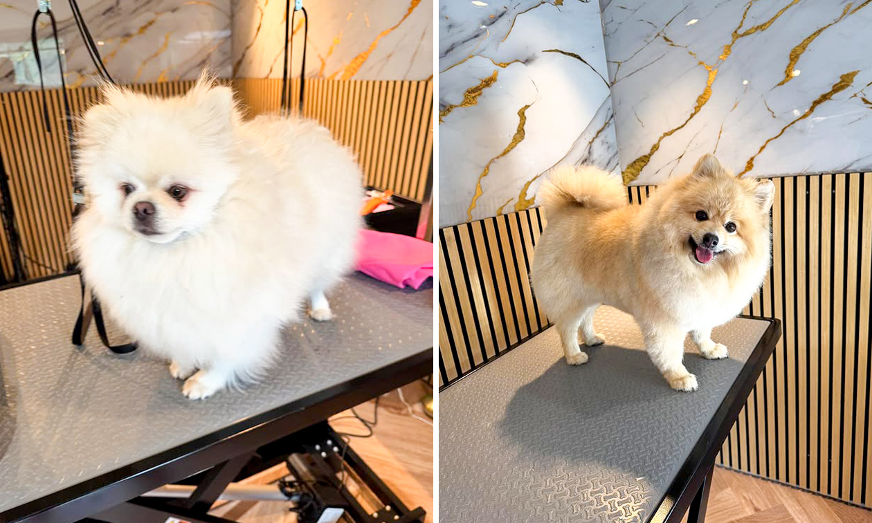 Hondentrimsalon Beautykees