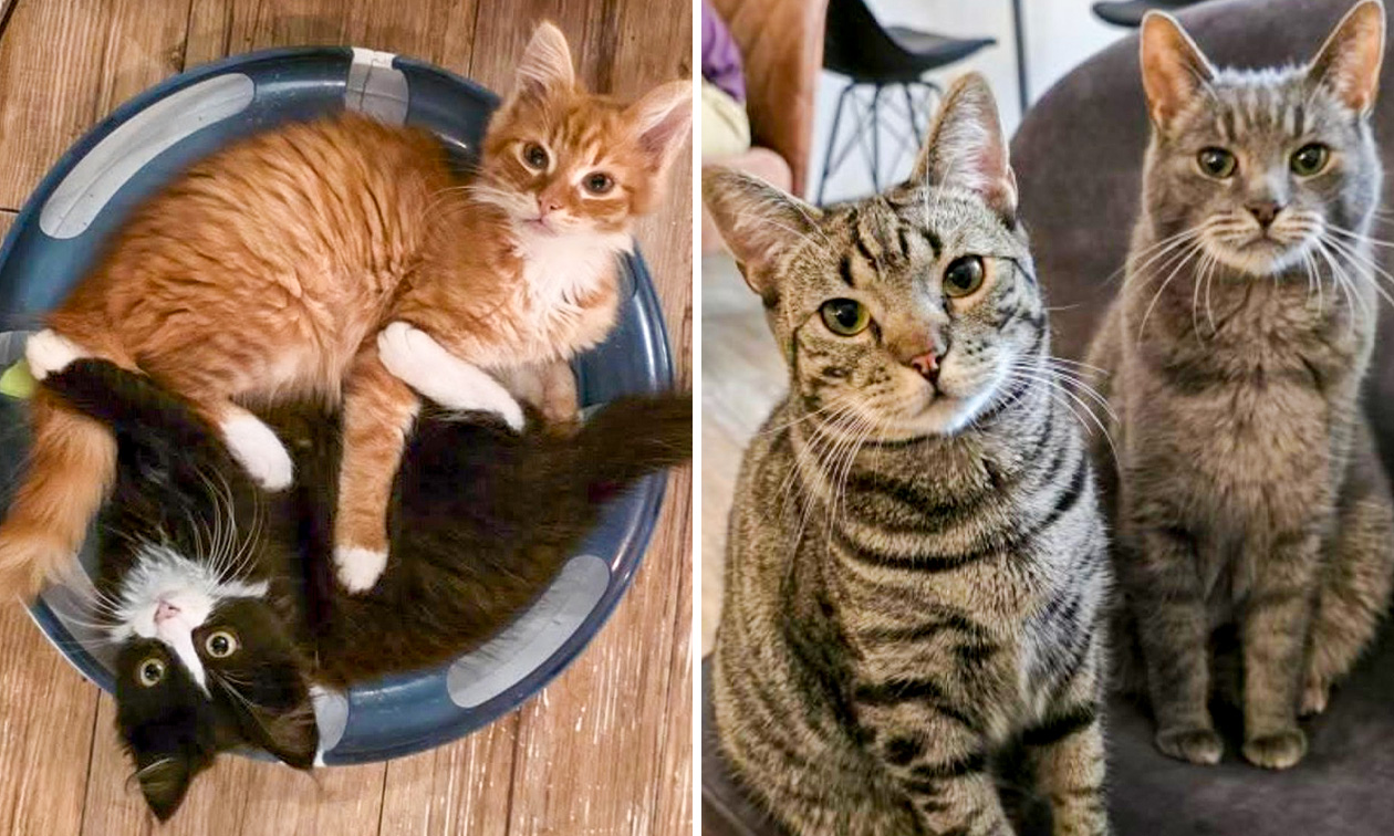 Kattencafé Op z'n Kop