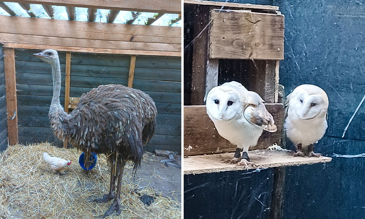 Knuffelboerderij de Goordonkhoeve