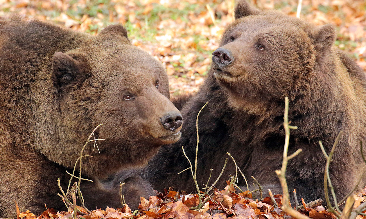 Ouwehands Dierenpark Rhenen