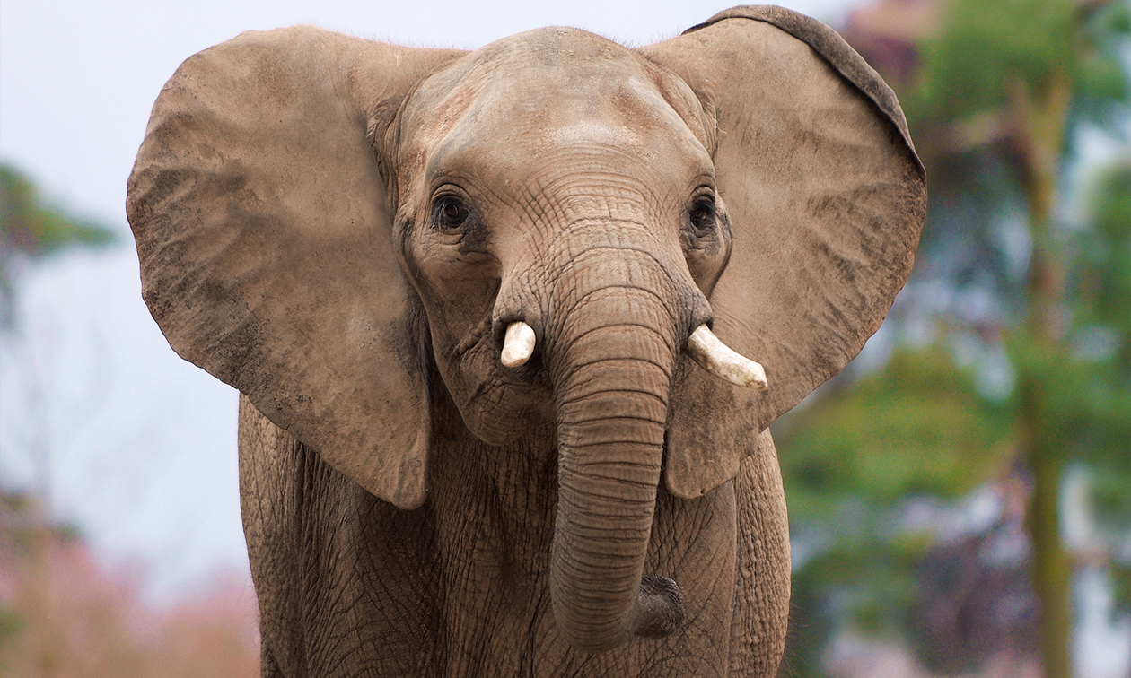 Ouwehands Dierenpark Rhenen