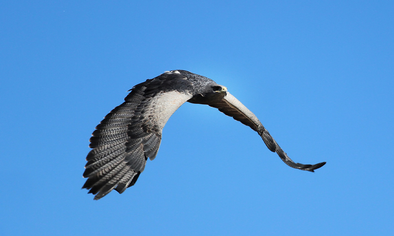 Roofvogels en Uilen