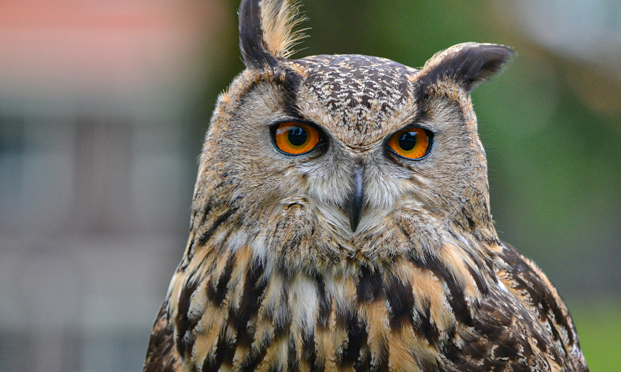 Roofvogels en Uilen