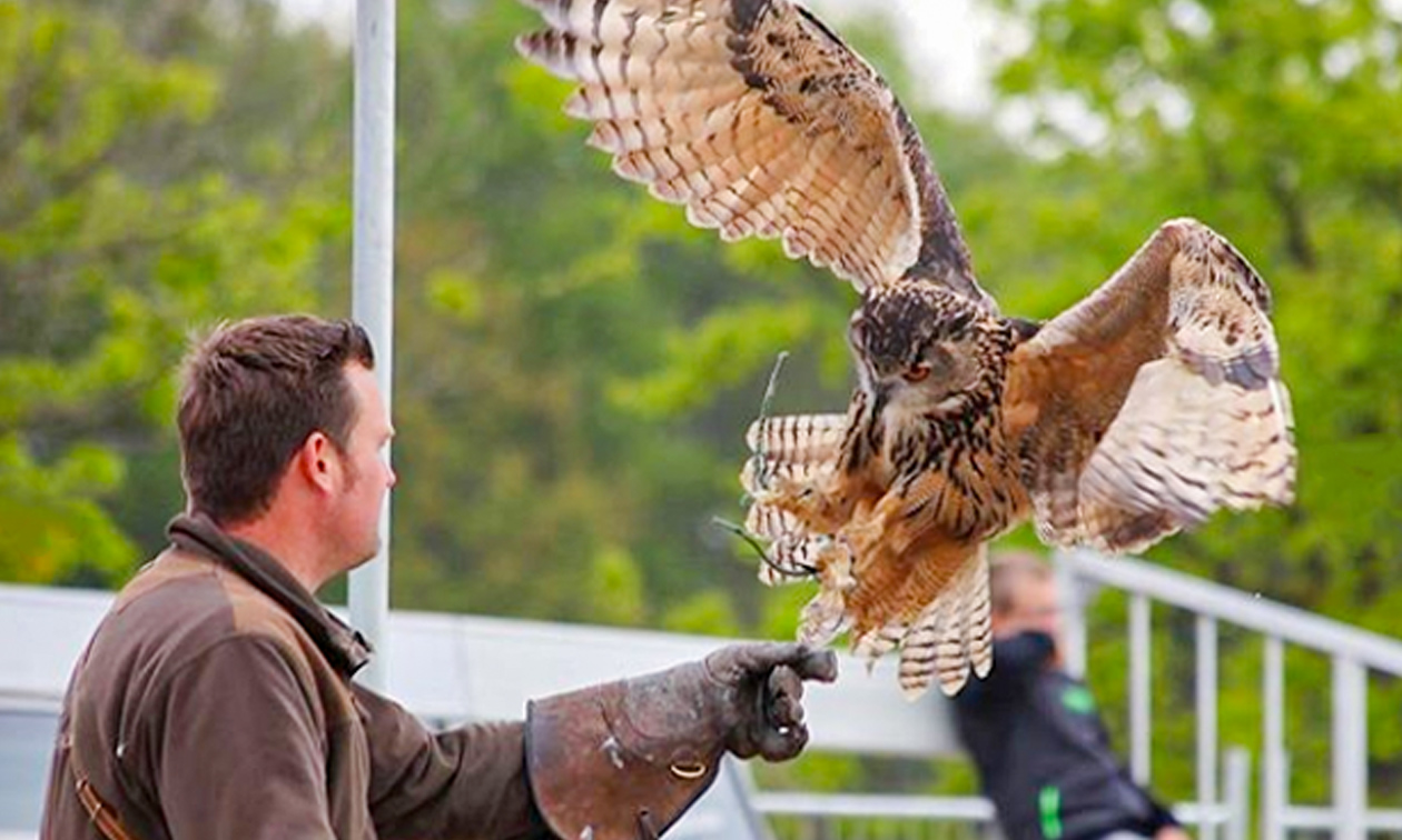Roofvogels en Uilen