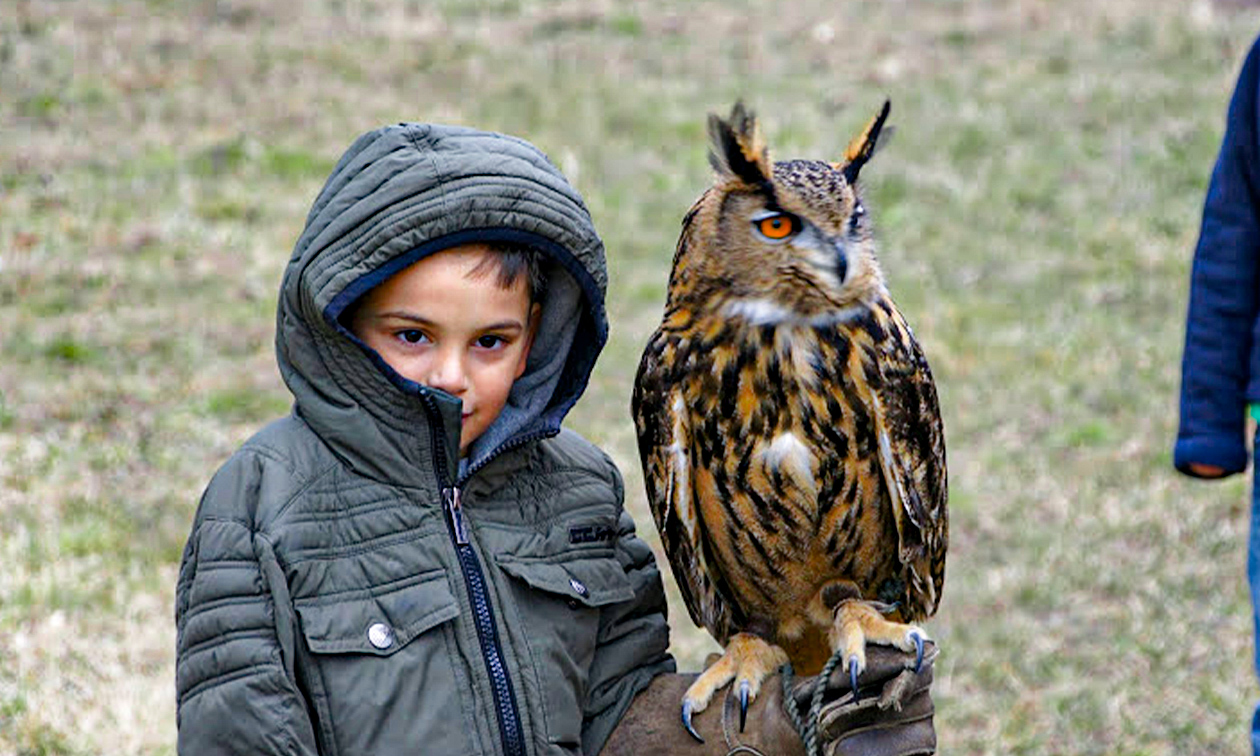Roofvogels en Uilen