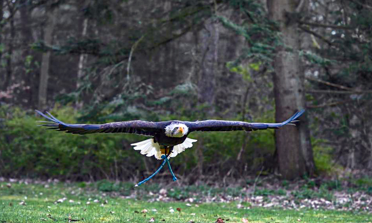 Roofvogels en Uilen