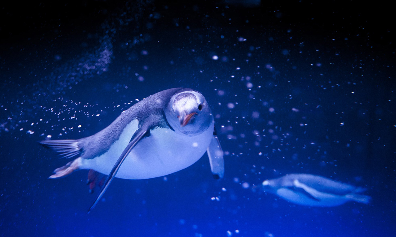 SEA LIFE Scheveningen