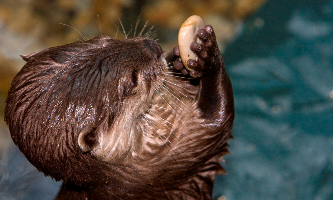 SEA LIFE Scheveningen