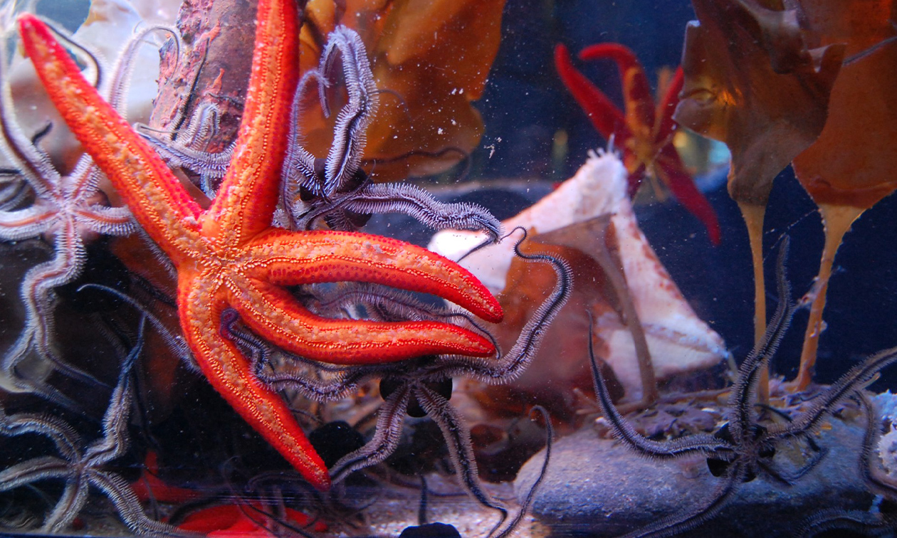 SEA LIFE Scheveningen