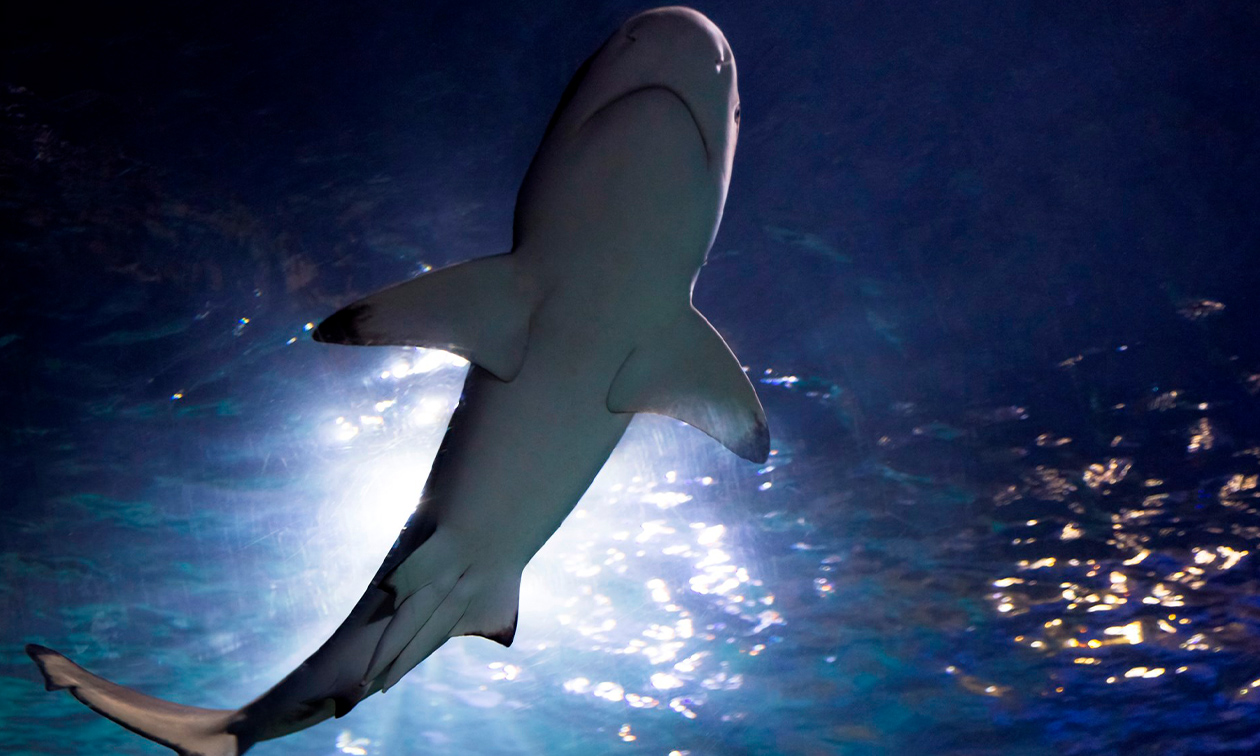 SEA LIFE Scheveningen