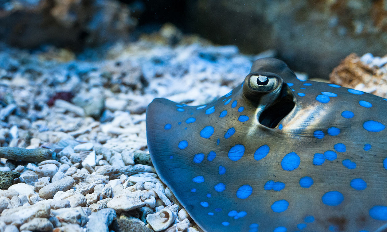 SEA LIFE Scheveningen