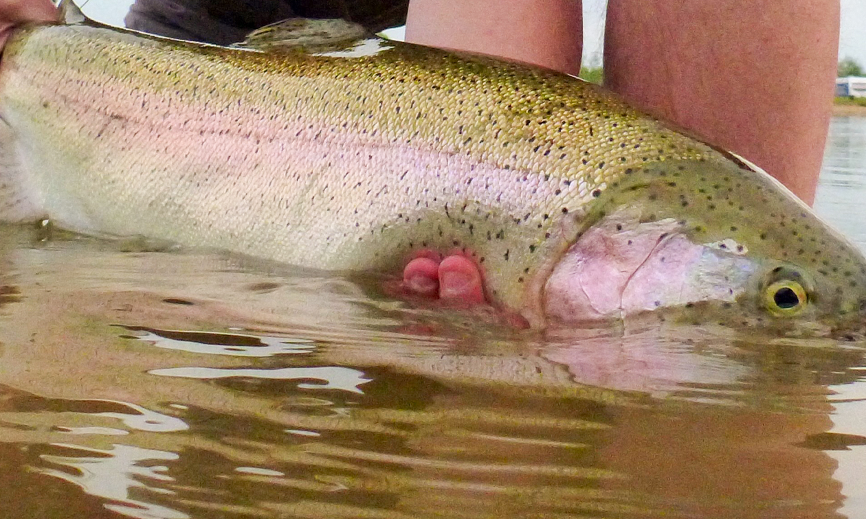 Visdorado de Kool