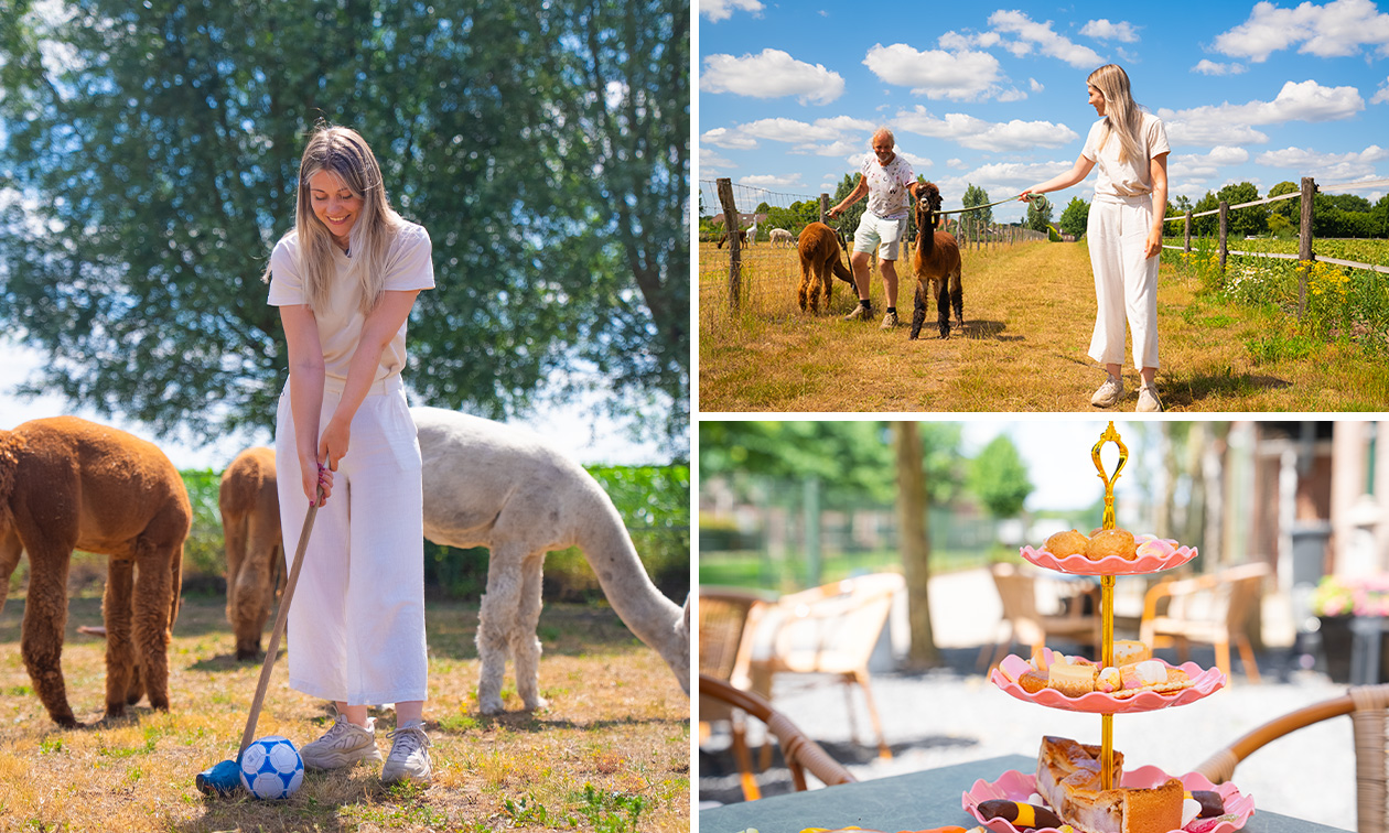 Alpaca-golf (1,5 uur) of alpacawandeling (75 min) bij Beleefboerderij Heierhof