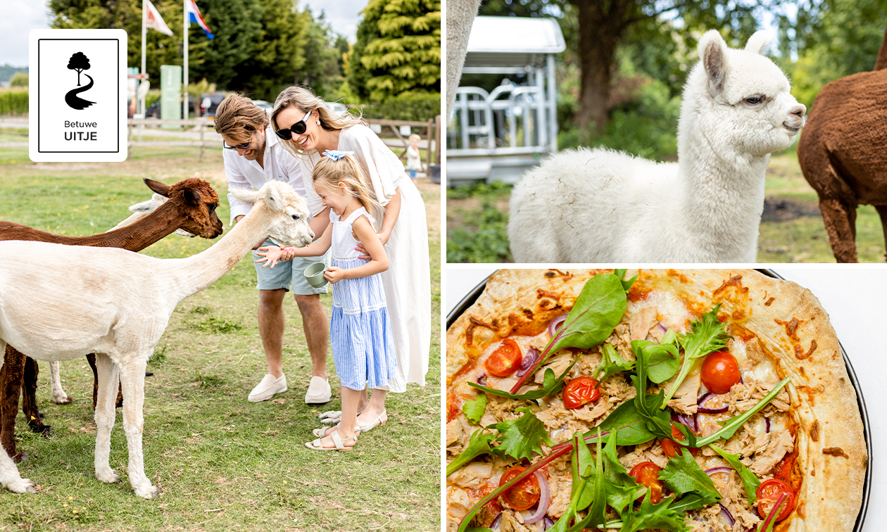 Alpacawandeling (1 tot 2,5 uur) in Opheusden