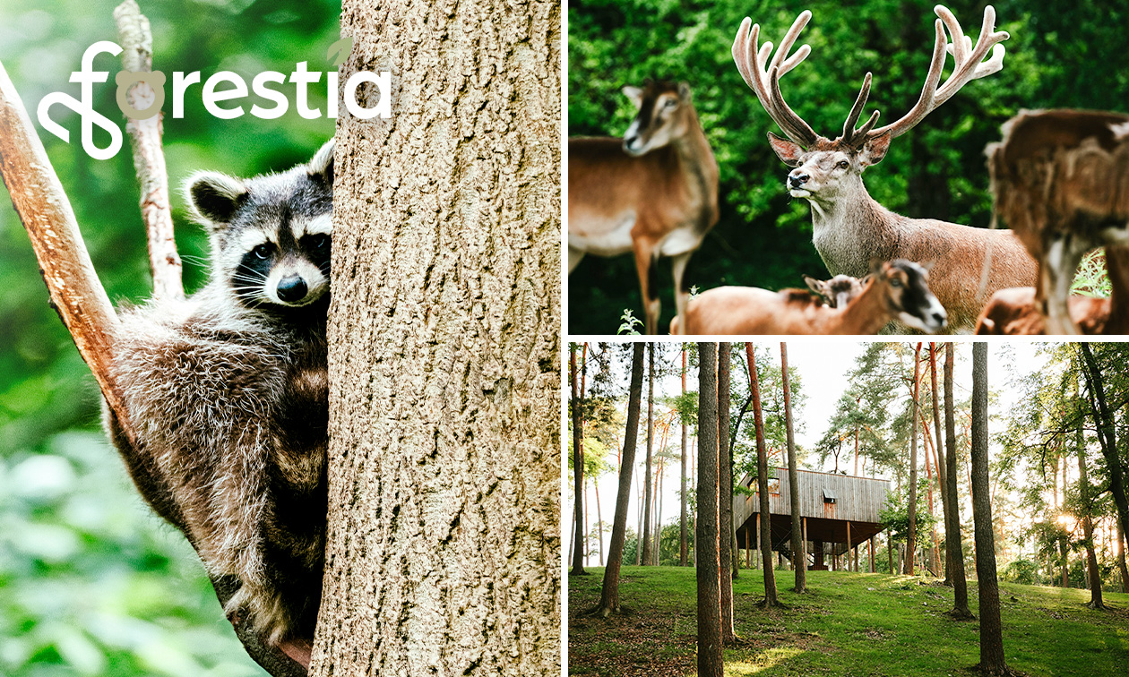 Entree voor dierentuin Forestia in de buurt van Spa Entree voor dierentuin Forestia in de buurt van Spa