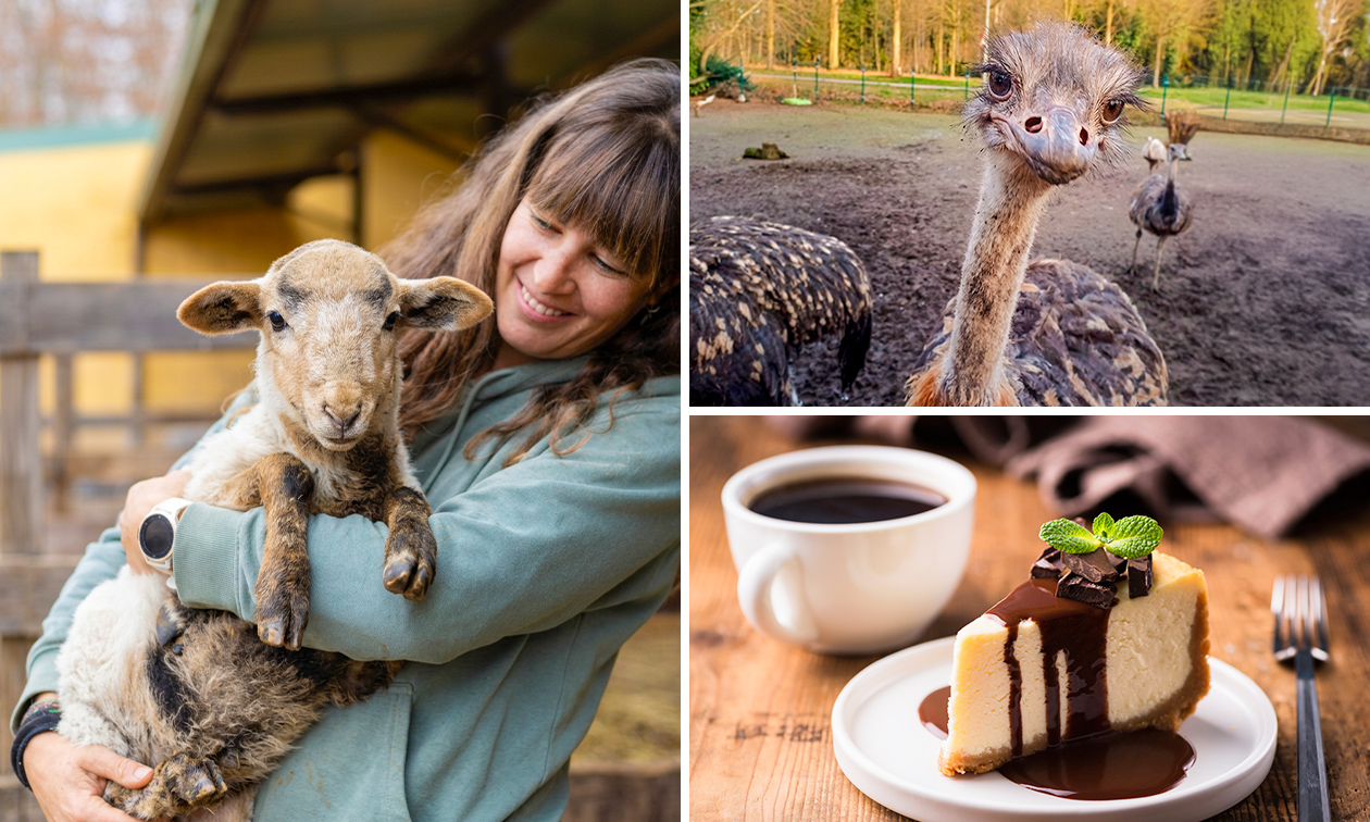 Meet and feed + drankje + gebak of lekkernij voor kinderen