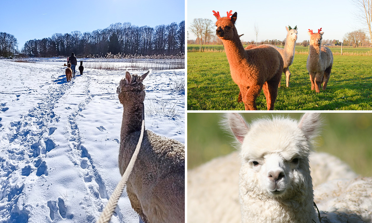 Alpaca meet & greet + evt. wandeling (60-120 min)